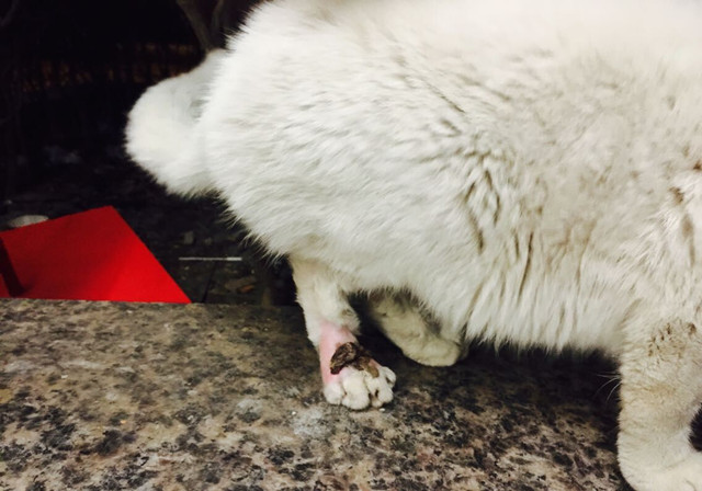 猫咪哪些情况需要去医院,猫咪有外伤用什么消炎