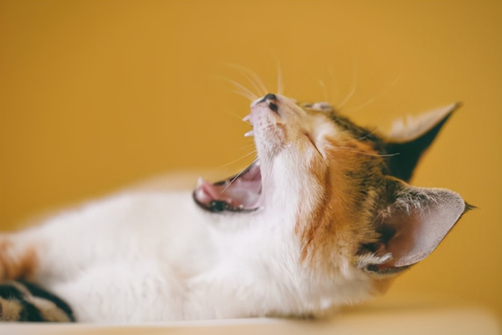 为什么别人家的猫很瘦,猫不爱吃东西越来越瘦怎么办