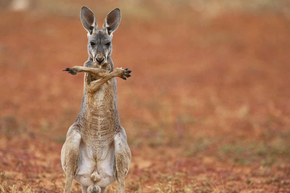 鼠年说“鼠”,袋鼠的小秘密你知道吗?