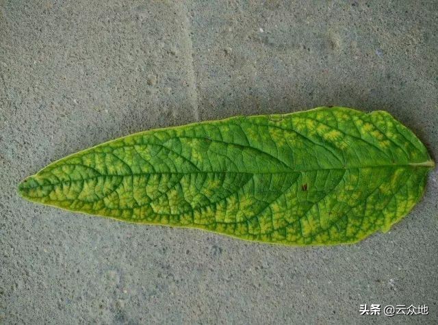 缺黑芝麻会有什么现象,芝麻缺硼的症状