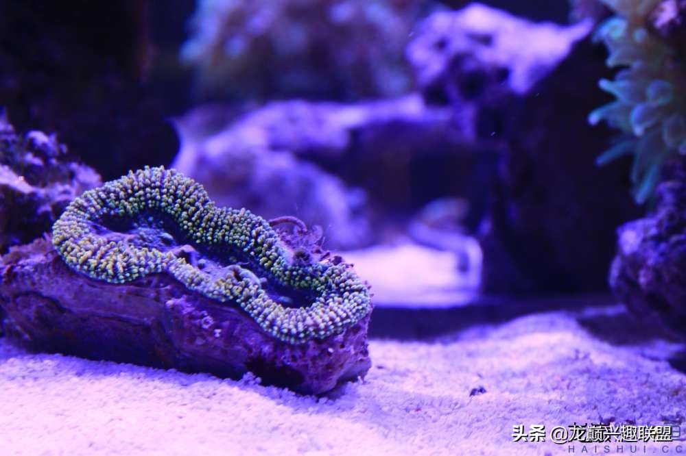 从零开始玩海缸的方法,从零开始玩海缸全过程