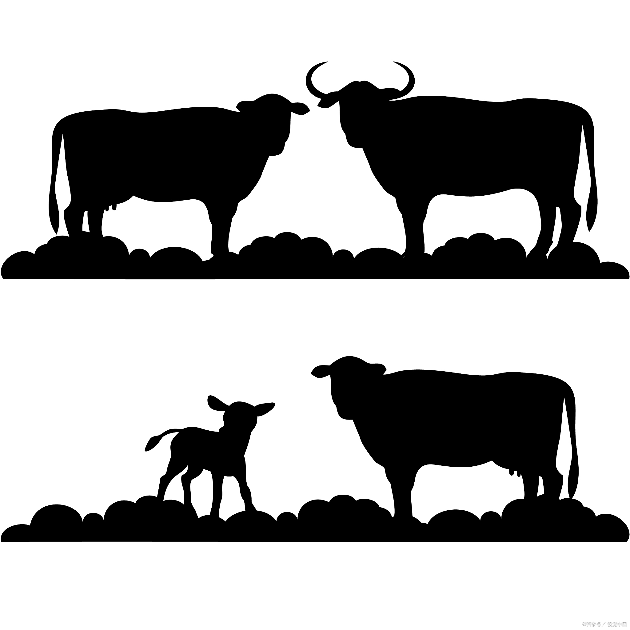 老牛拦路讨水,老牛拦路原视频