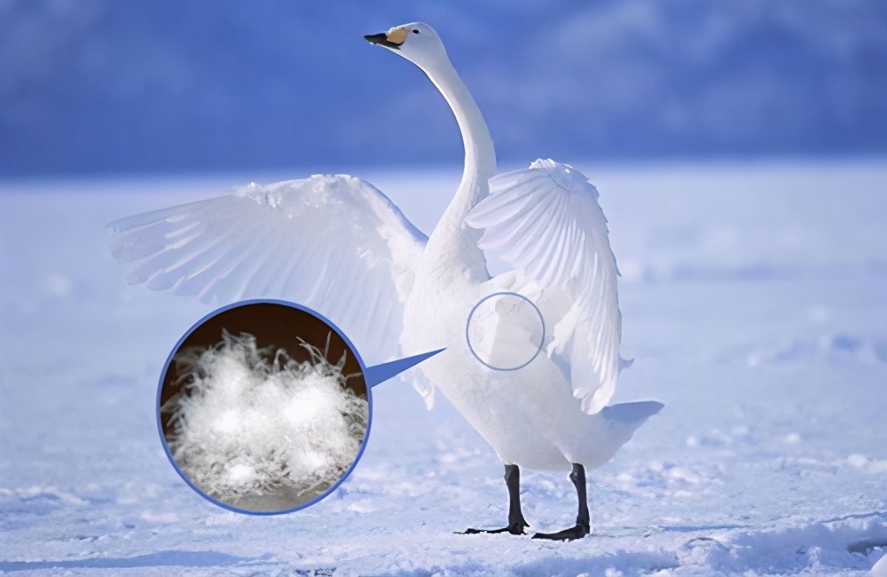 男士羽绒马甲是鹅绒好还是鸭绒好,鸭绒和鹅绒哪个羽绒服更好