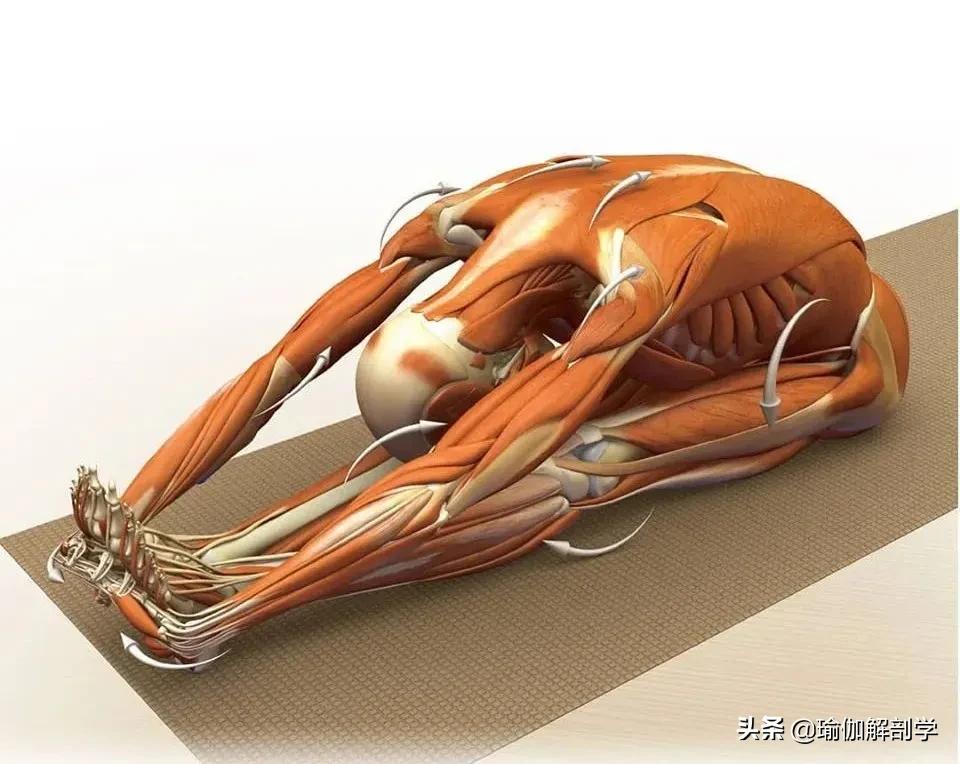 正位瑜伽哈他体式编排,精准正位60分钟瑜伽体式