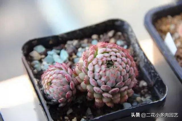 365种·常见花卉图谱，观果和多肉植物收藏篇