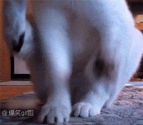 喵百科|舔屁屁是件严肃的事，不要再问我们会不会舔到shi