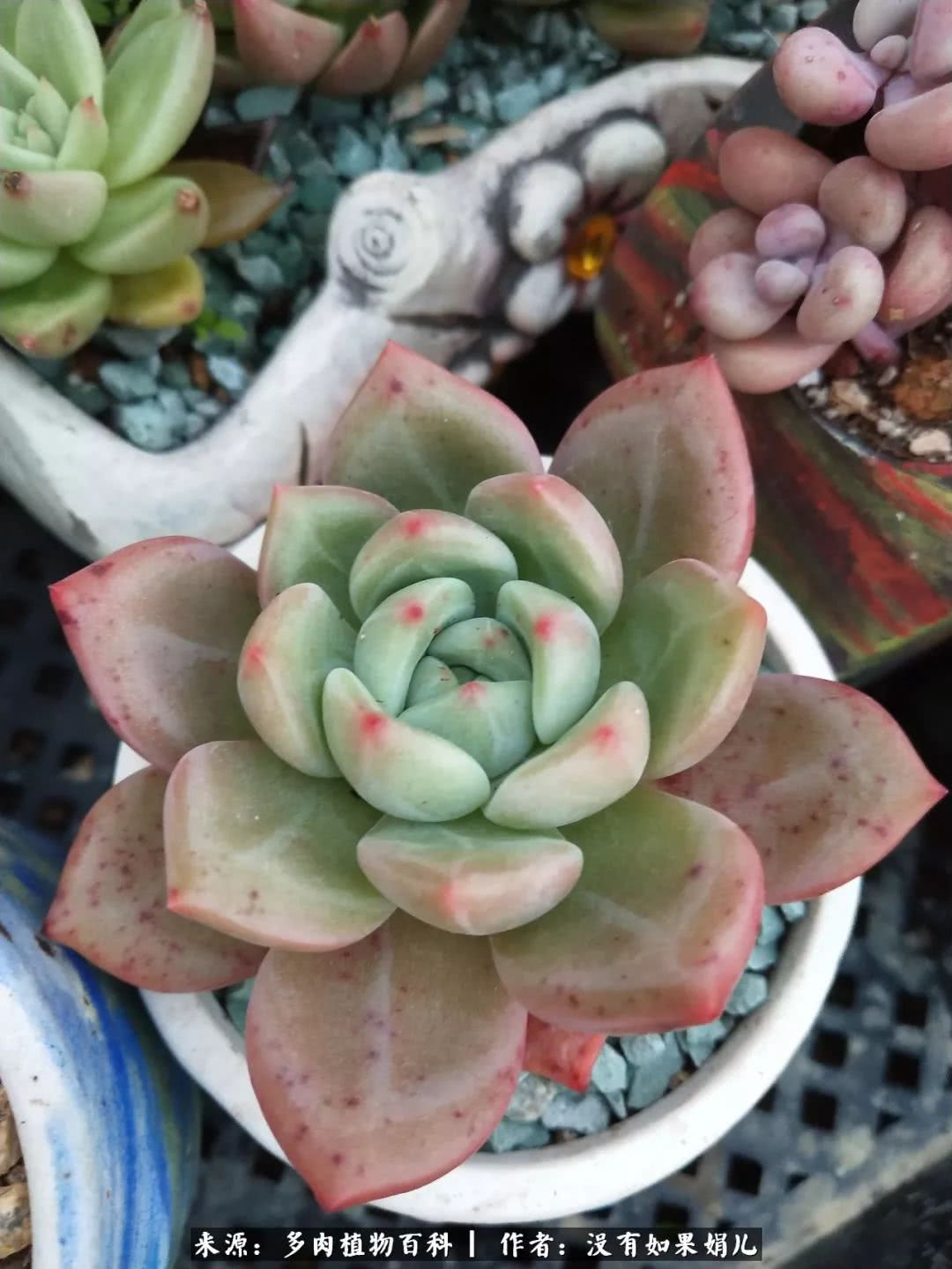 明人不说暗话，我为多肉而来！