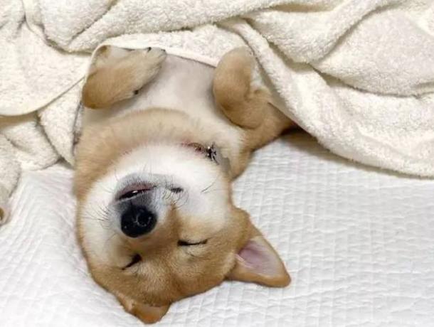 祝狗狗幸福的句子,狗狗的不同睡姿代表什么