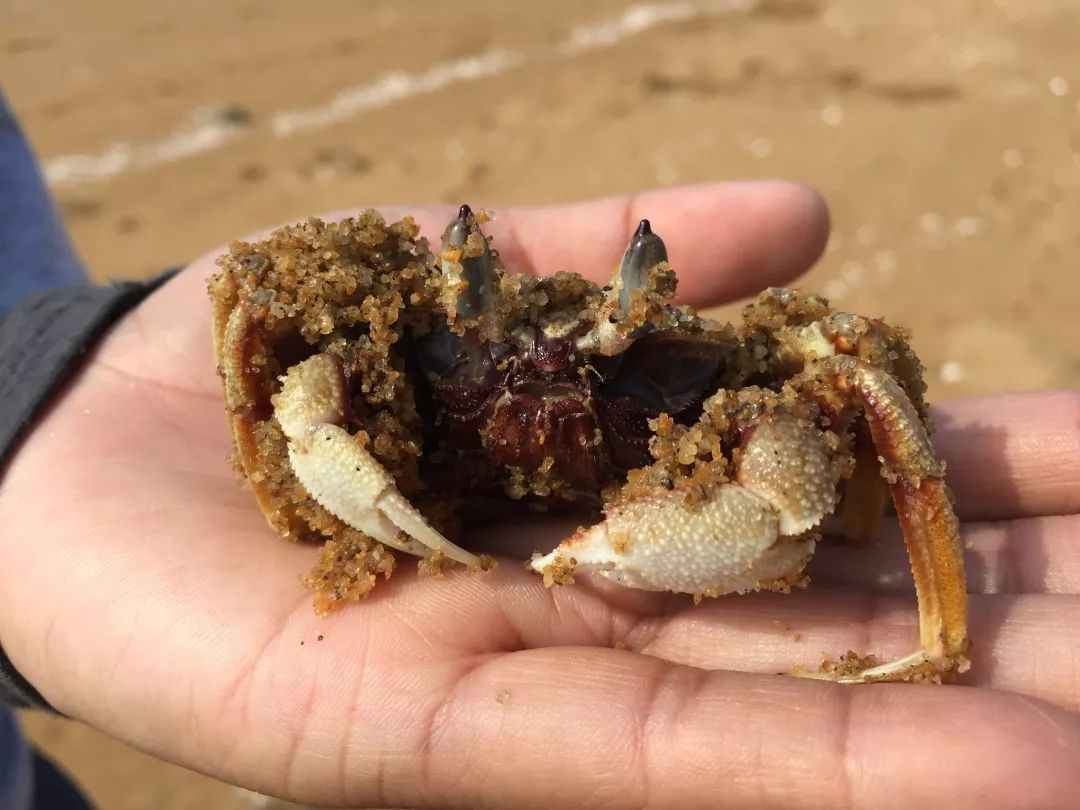 钦州三娘湾寻找白海豚,钦州三娘湾中华白海豚咬不咬人