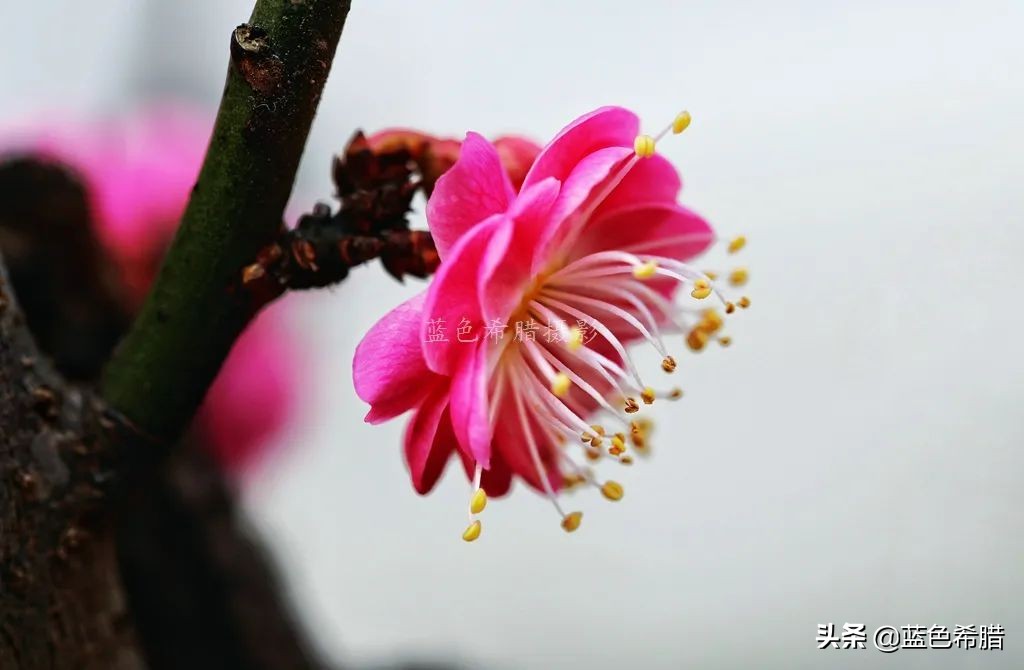 拍梅花构图技巧,梅花拍人物照姿势技巧大全