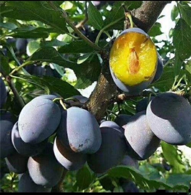 盆栽西梅种植方法全过程,加州西梅的种植秘密你了解多少