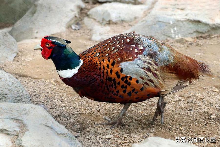 农村养殖什么不愁销路见效快,养殖什么投资小见效快不愁销路