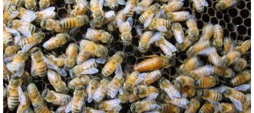 诱王有新招教学,诱王技巧