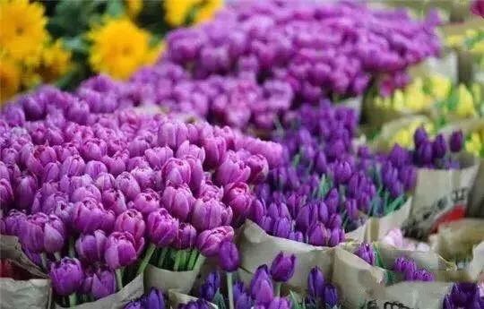 大连网上买花哪个平台好,大连买花到哪里