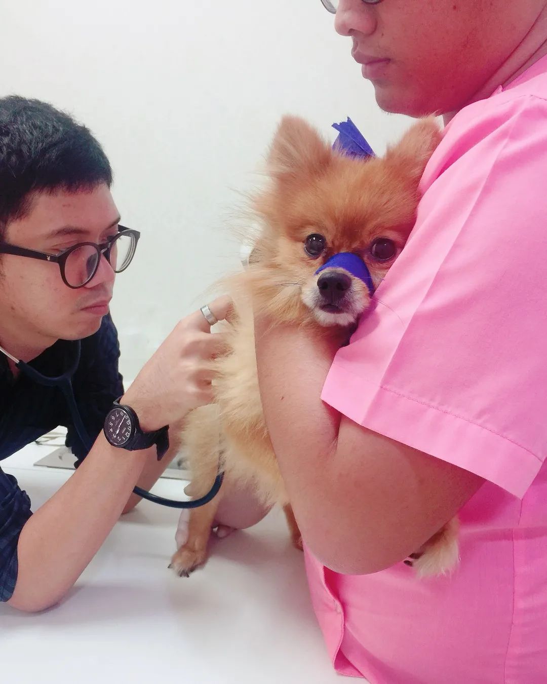 狗狗吃饭太急怎么办,狗狗吃得太急咬手怎么教