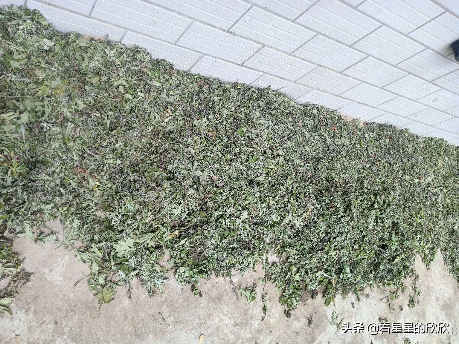 农村人挣钱有门路吗,农村赚钱小项目你值得拥有