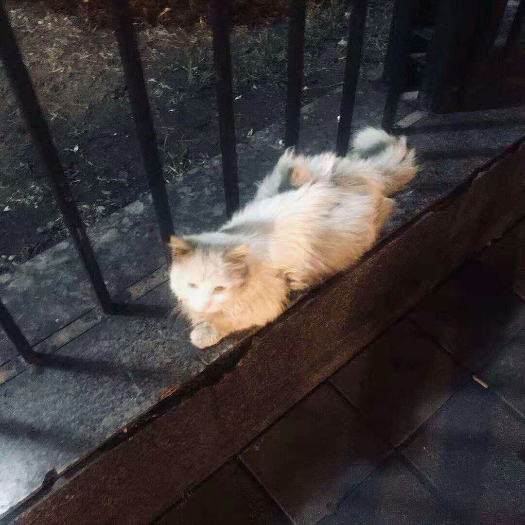 狮子猫小猫咪,狮子猫橘色宠物