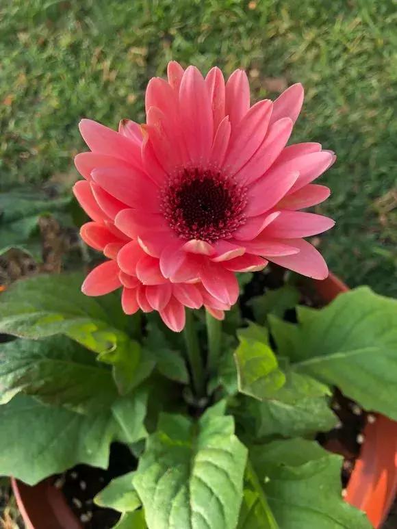 这6种花给点水就爆盆懒人必备,六种花千万别养