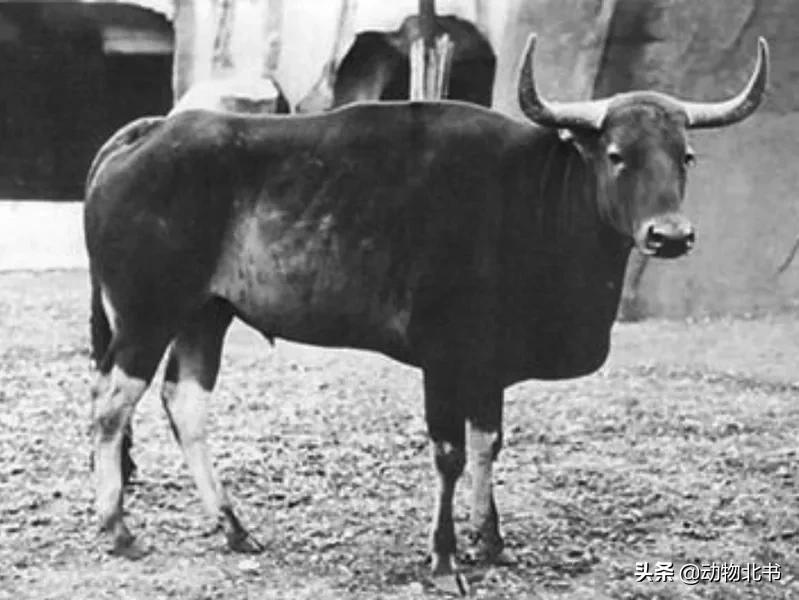 中国36个省份代表的动物,20种有代表性的动物