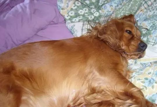 家里的狗为什么要嚎叫,为什么狗总想上床睡觉