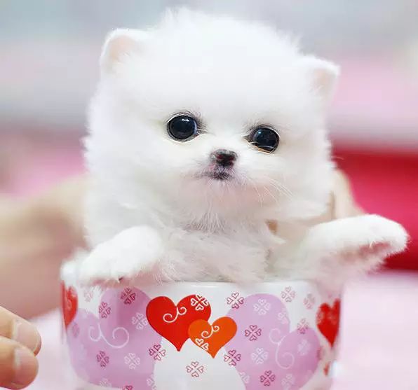 45只名犬排行,45种名犬您都认识吗