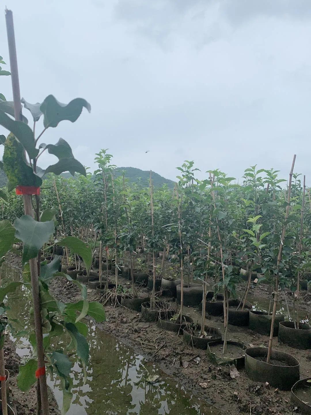 种植苹果农业技术推广,苹果果树新品种推广种植