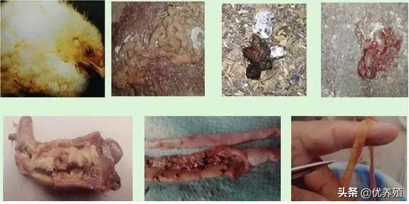 养鸡有球虫的症状,养鸡技术与鸡球虫病的防治