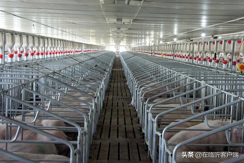 猪命贵！涨价的背后：生猪养殖行业的利润史无前例，屠宰企业赔钱来满足市场供应，屠宰一头猪赔100元左右