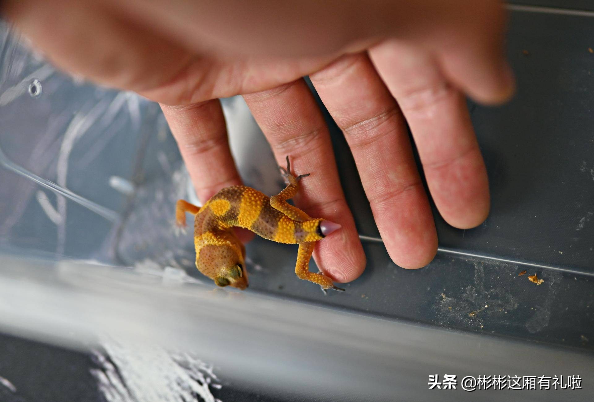 守宫新手养一只还是两只,守宫小白怎么养