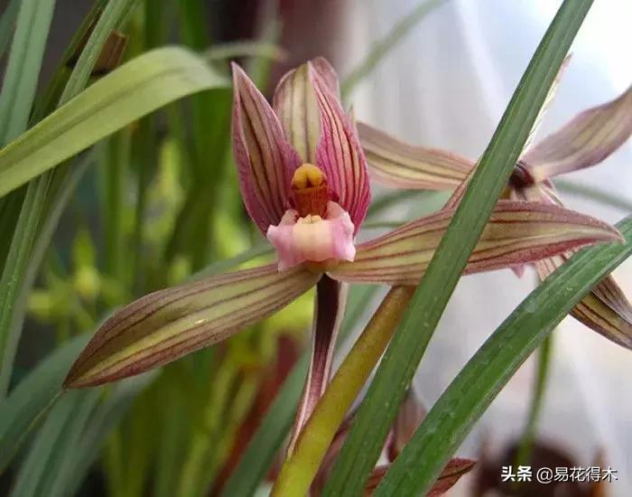 春兰春剑送春莲瓣兰蕙兰怎么分别,蕙兰春兰春剑莲瓣兰对光照的要求