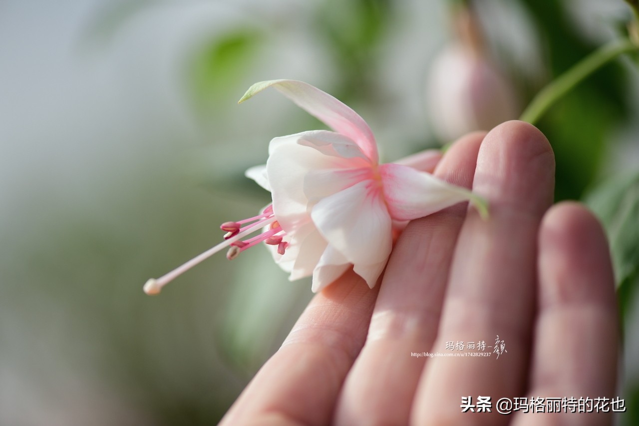 园丁金挂有排期吗,吊钟海棠怎么养护