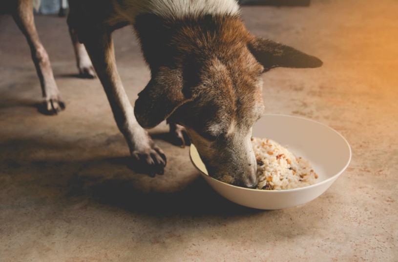 狗狗吃完东西后肚子特别硬,狗狗刚吃完肚子咕噜咕噜响