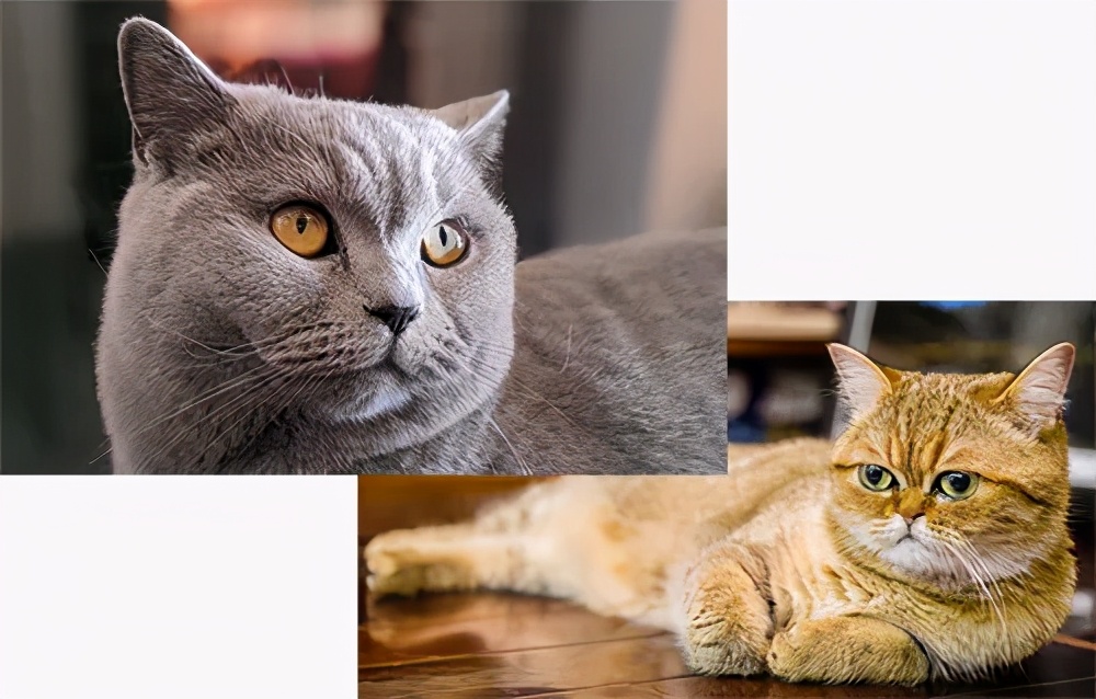 流泪猫猫头,流泪猫猫头抱小熊