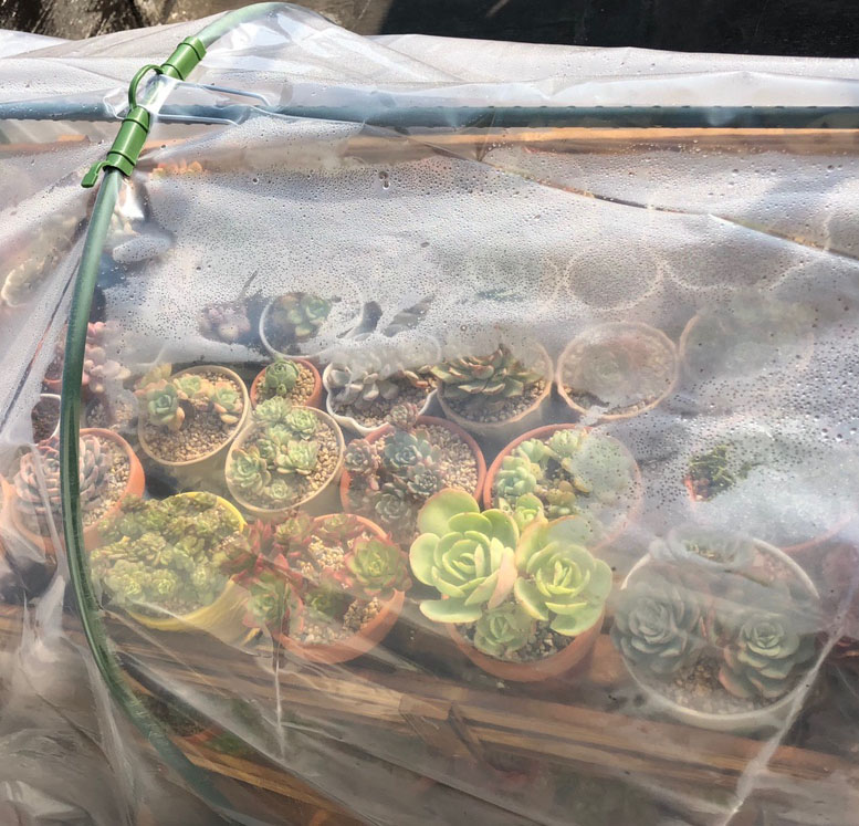 富贵竹冬天怎么防止冻死,冬天富贵竹被冻死怎么补救