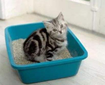 怎么判断猫很健康,怎么自己判断猫咪的健康状态