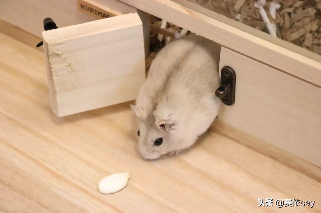 日本推主养了只小仓鼠，又团又圆的样子简直萌炸了！可爱到治愈！