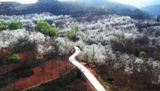 西安西郊摘樱桃最佳地方,长安区附近樱桃采摘的地方