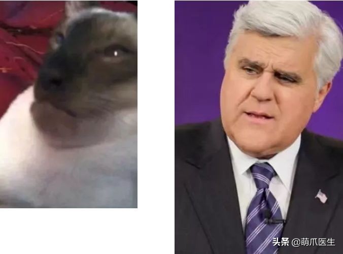 猫被蜜蜂蜇了涂什么好,猫咪被蜜蜂蜇了怎么办