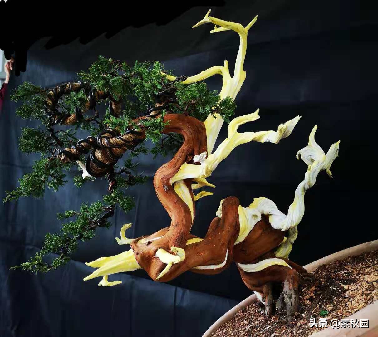 柏树盆景教学!从零开始,教你如何制作一棵漂亮的柏树盆景!