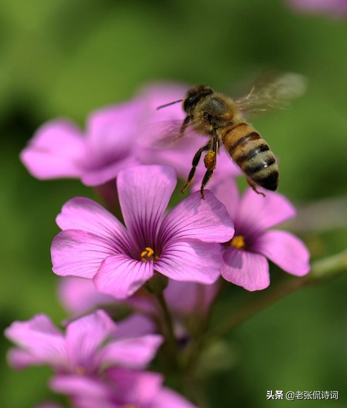 落榜诗人写千古名诗,诗人考取进士后写的诗