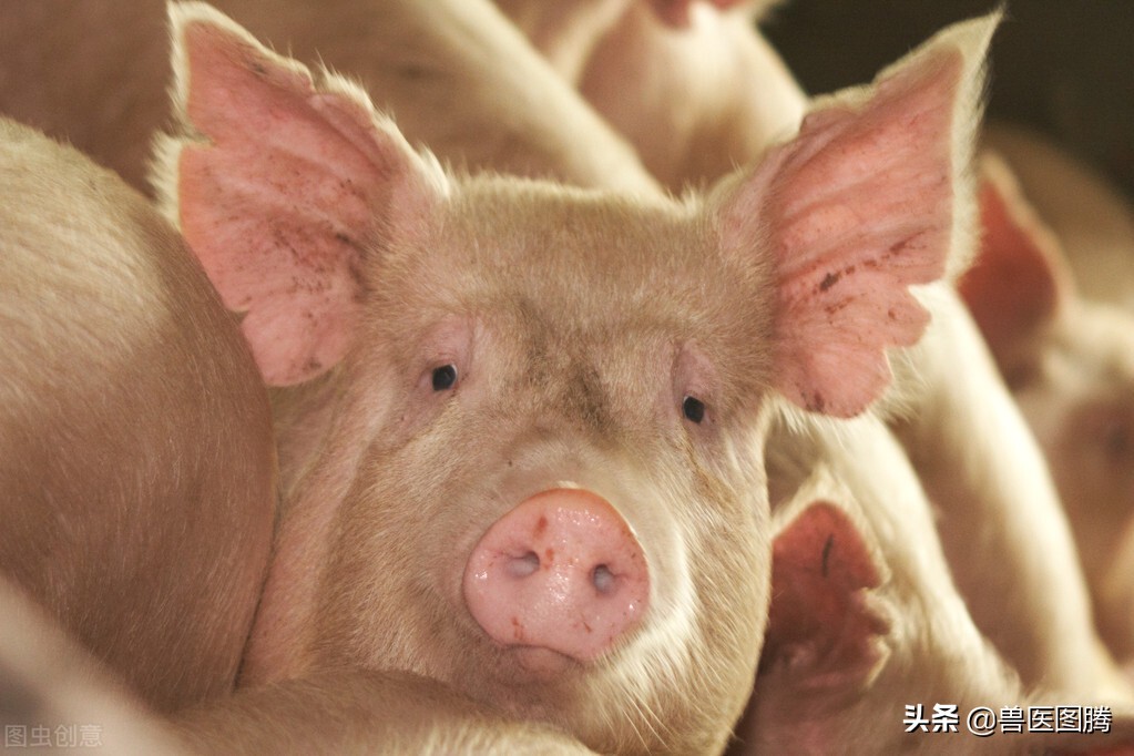 又到猪咳喘高发期，20年老兽医教你对症下药，解决猪久喘不治