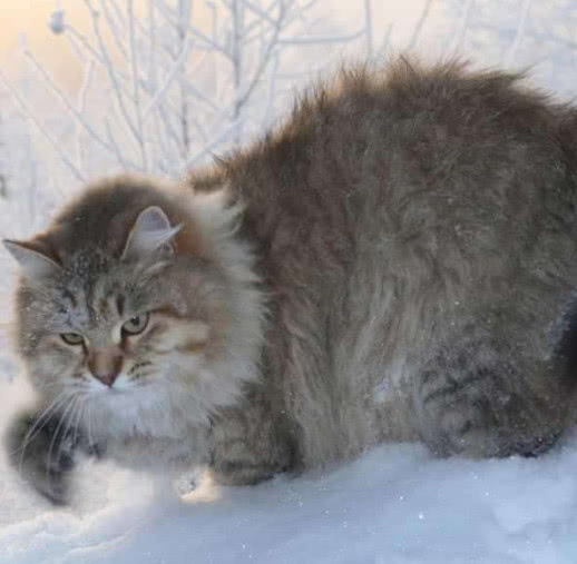 猫猫最贵的品种,比较贵的猫猫