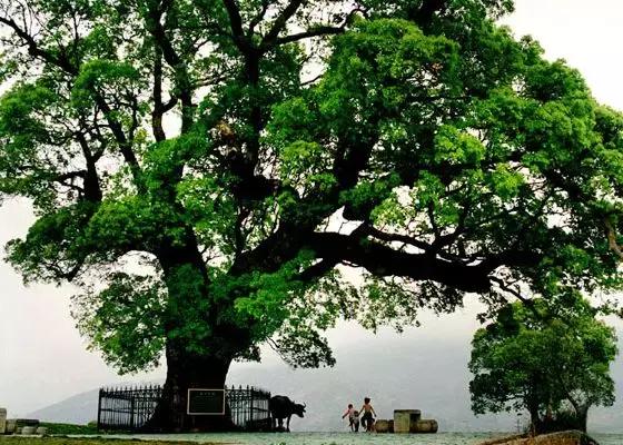 庐山滕王阁一日游最佳路线,江西到河北旅游团