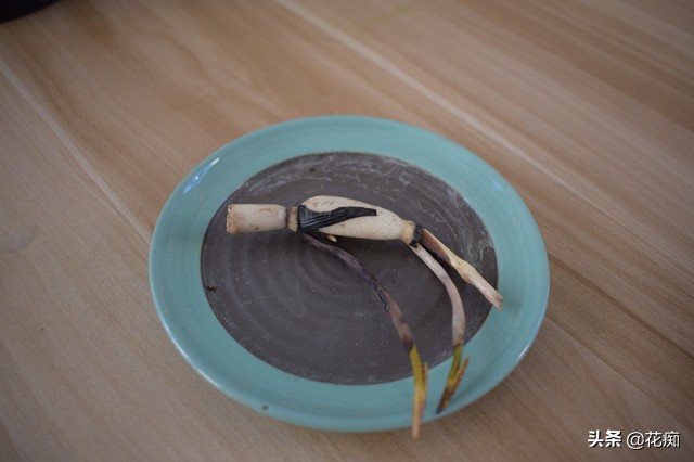 说好的碗莲呢？养了3年，连一朵花都没见，最后只收获一堆菜藕