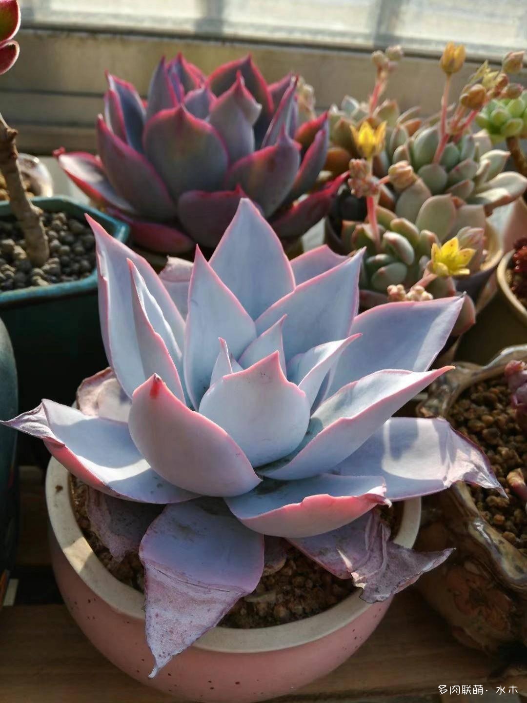 这才是多肉夏天该有的样子,多肉短期内颜值最高的时刻