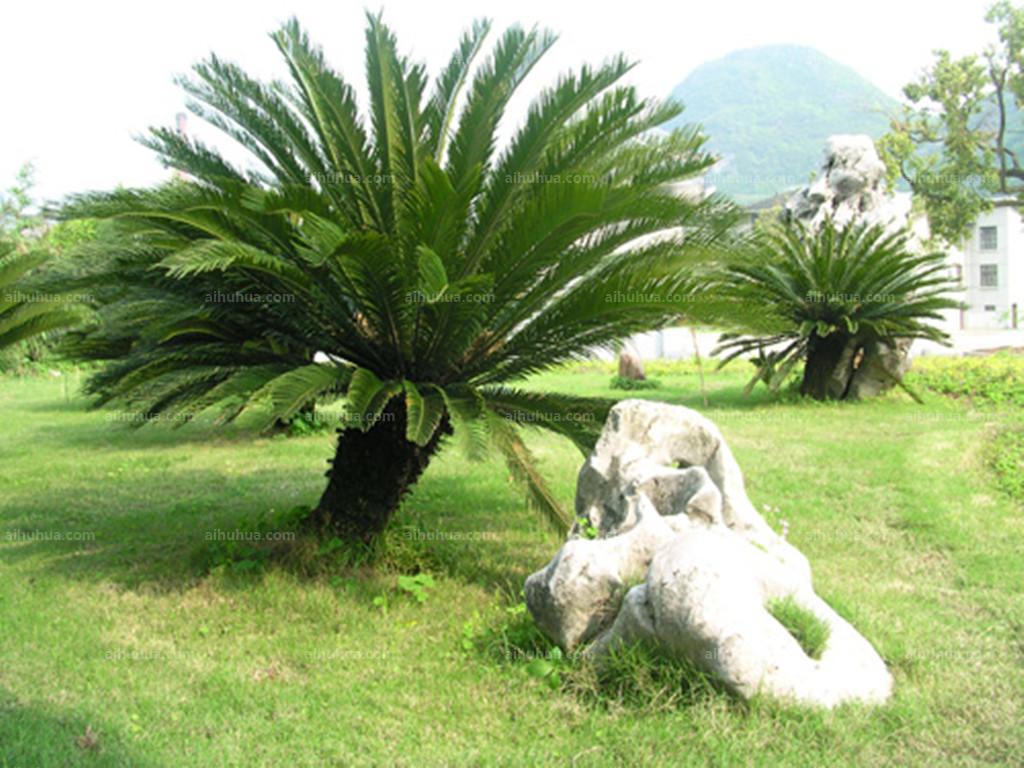 如何选择家中花卉植物盆栽,家庭常见的盆栽花卉的养护与管理