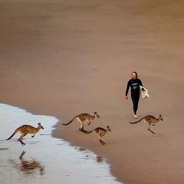 世界著名建筑悉尼歌剧院,悉尼歌剧院著名演出