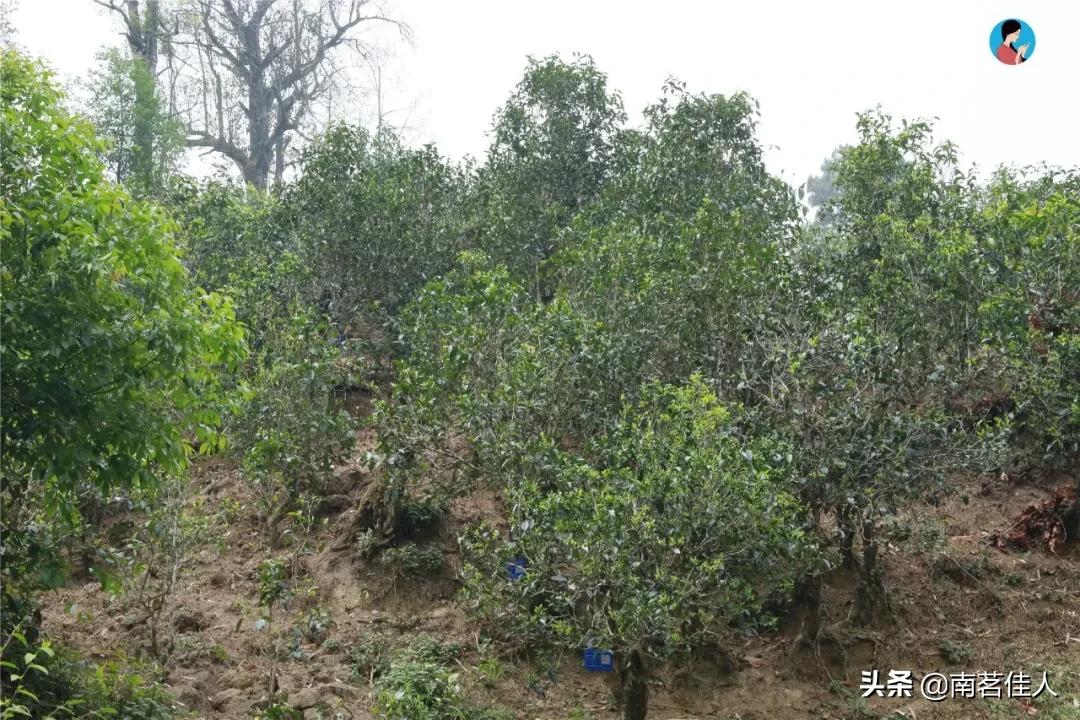 冰岛五寨糯五价格,冰岛五寨谁最有性价比