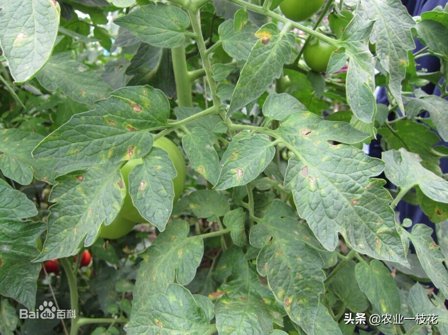 难缠的番茄叶霉病，防治有妙招
