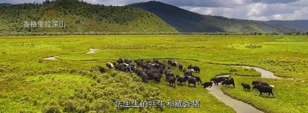 有特色的古滇美食,美食入滇记相关资讯